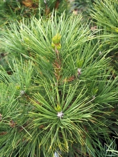 Pinus nigra 'Wurstle' 
